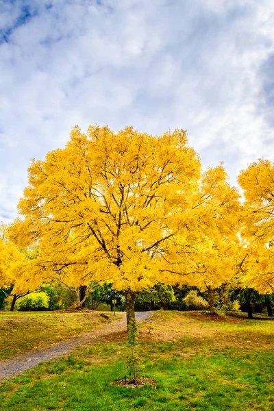 Colourful Autumn Mount Lofty Adelaide Hills South Australia — Stock Photo, Image