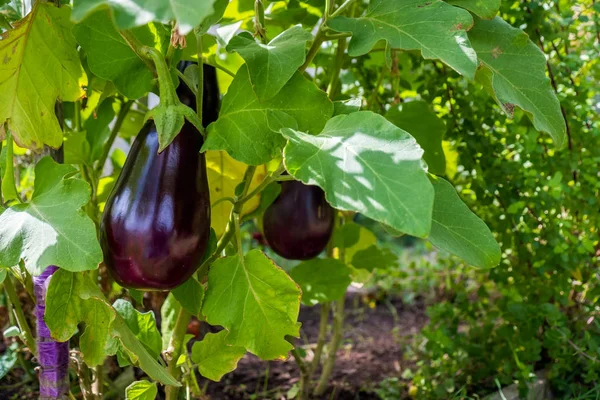 Australain Hem Odlas Aubergine — Stockfoto