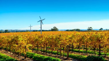 Windmils arka planda kırsal Güney Avustralya'da ile sonbahar Riverland bağ