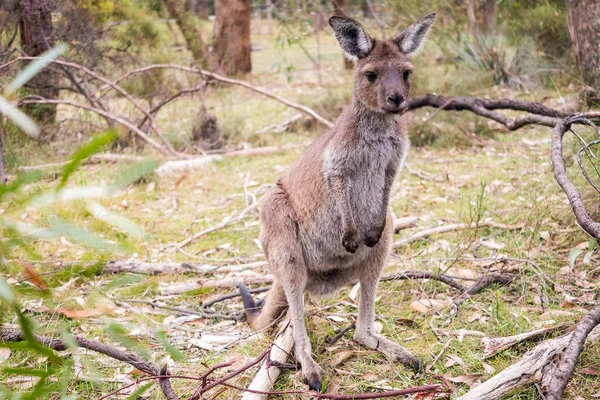 南澳大利亚阿德莱德山的野生袋鼠 — 图库照片