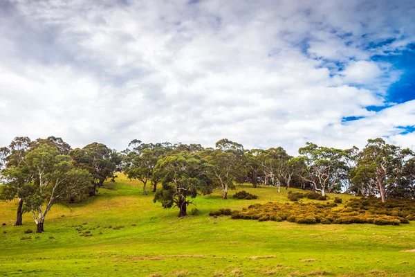 Tipico Paesaggio Locale Adelaide Hills Una Giornata Rurale Australia Meridionale — Foto Stock