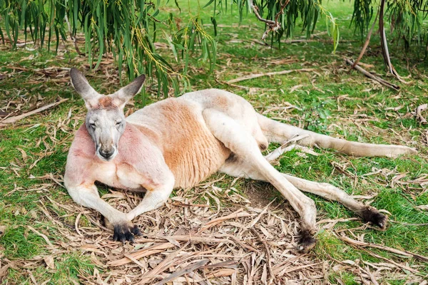 Ausztrál Kenguru Eukaliptusz Alatt Fűben Egy Nap Alszik — Stock Fotó