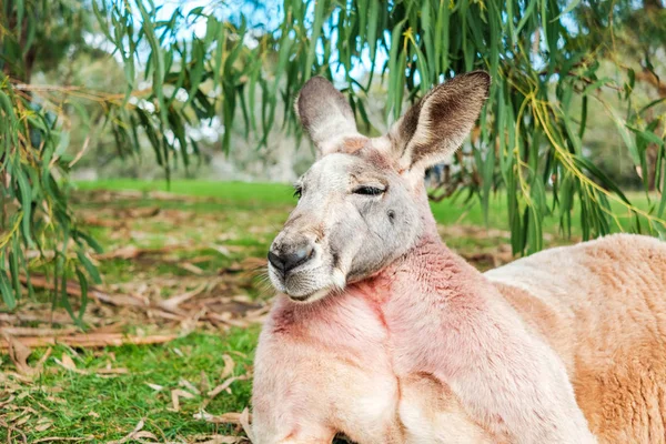 一天在桉树下的草地上睡觉的澳大利亚袋鼠 — 图库照片