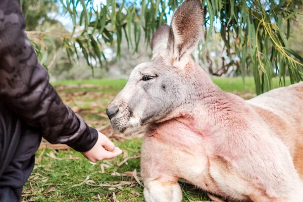 Dziecko Karmienie Kangur Ręki Regionie Adelaide Hills — Zdjęcie stockowe