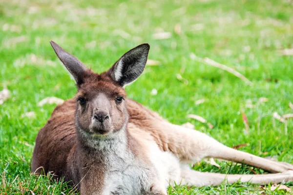 Canguru Australiano Deitado Grama Dia — Fotografia de Stock