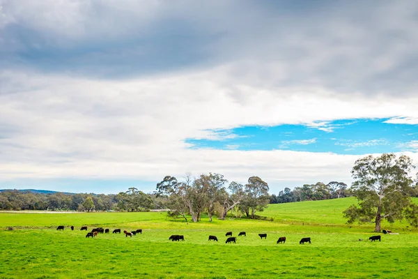 Vacche Pascolo Una Fattoria Quotidiana Adelaide Hills Australia Meridionale — Foto Stock