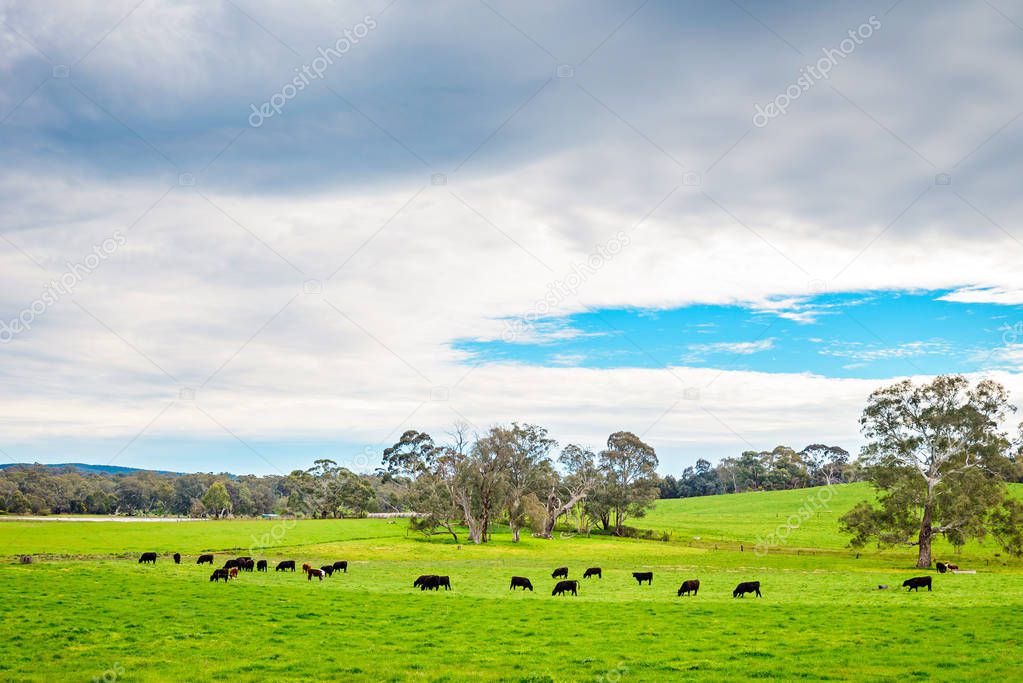 Grazing cows on a daily farm in Adelaide Hills, South Australia