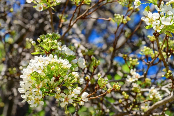 Close-up view of pear tree branch with buds and sprigs of blosso — Stock Photo, Image