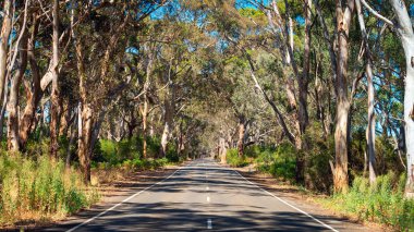 Kanguru Adası'nda Yol 