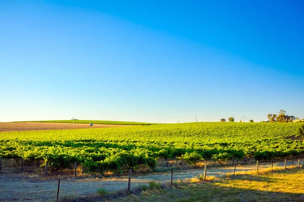 Región vinícola del Valle de Barossa — Foto de Stock
