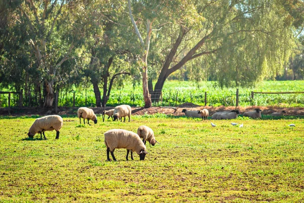 Ausztrál legeltetési juhok a gazdaságban — Stock Fotó