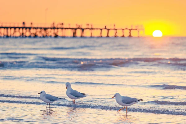 Seagulls on the beach at sunset — Stock Photo, Image