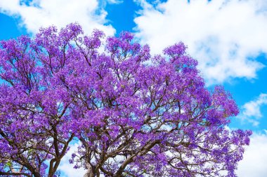 Mavi gökyüzü ile Jacaranda ağaç çiçekleri