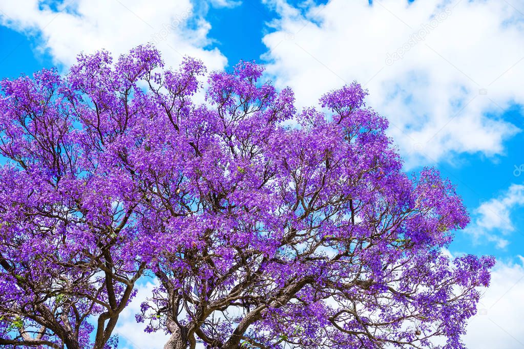 Jacaranda tree blossoms with blue sky