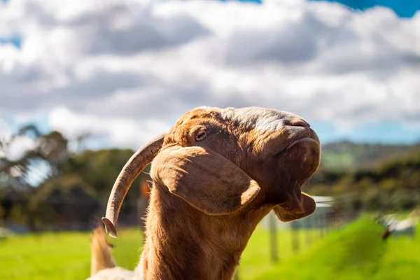 Kecske a dél-ausztráliai vidéki gazdaságban — Stock Fotó