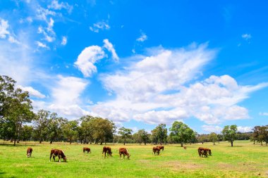 Güney Avustralya Adelaide Hills bölgesinde bir mandıra çiftliğinde inekler otluyor