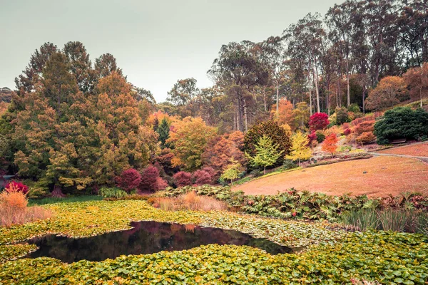 Estanque Con Nenúfares Jardín Botánico Mount Lofty Durante Otoño Adelaide — Foto de Stock