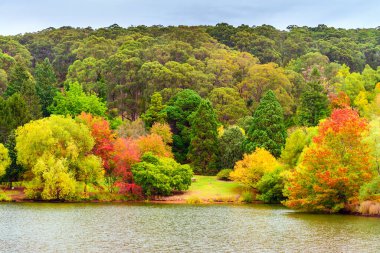 Göl kenarındaki Lofty Dağı botanik bahçesi, Adelaide Hills, Güney Avustralya