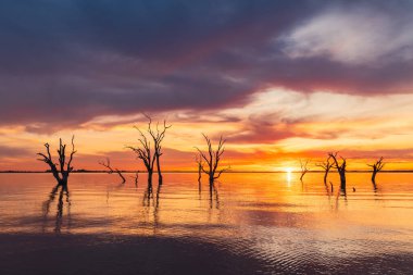 Çorak sakız ağaçlarının Güney Avustralya 'daki Bonney Gölü' nün sakin sularından yükseldiği görkemli günbatımı.
