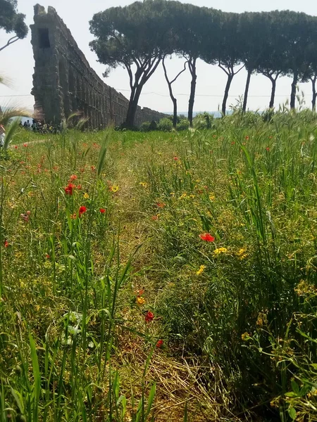 Parco degli acquedotti, roma, Lazio, İtalya. Parco degli Acquedotti Roma, İtalya genel bir parktır. Bu Appian Yolu Bölge Parkı bir parçası ve yaklaşık 240 ha. Parkın içinden geç su kemerleri almıştır.