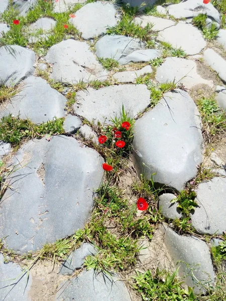 Parco degli acquedotti, roma, Lazio, Italia.The Parco degli Acquedotti olduğunu genel bir park bir Roma, İtalya. Bu Appian Yolu Bölge Parkı bir parçası ve yaklaşık 240 ha. Parkın içinden geç su kemerleri almıştır.