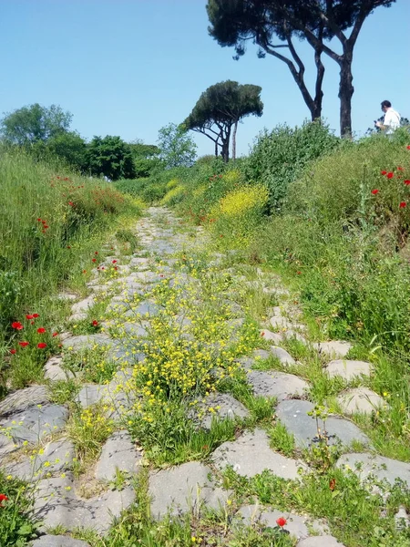 Parco degli acquedotti, roma, Lazio, Italia.The Parco degli Acquedotti olduğunu genel bir park bir Roma, İtalya. Bu Appian Yolu Bölge Parkı bir parçası ve yaklaşık 240 ha. Parkın içinden geç su kemerleri almıştır.