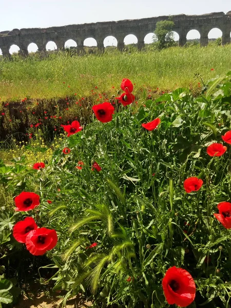 Parco degli acquedotti, roma, Lazio, İtalya. Parco degli Acquedotti Roma, İtalya genel bir parktır. Bu Appian Yolu Bölge Parkı bir parçası ve yaklaşık 240 ha. Parkın içinden geç su kemerleri almıştır.