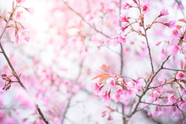 Güzel Pembe Kiraz Çiçeği ya da Mavi Sakura Çiçeği 