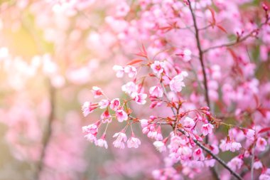 Güzel pembe kiraz çiçeği veya Sakura çiçek çiçeklenme 