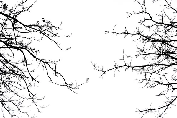 Boom Branch Silhouet Een Witte Achtergrond — Stockfoto