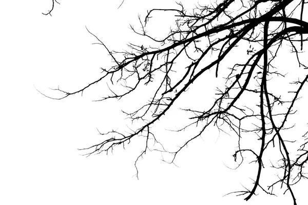 Arbre Branche Silhouette Sur Fond Blanc — Photo