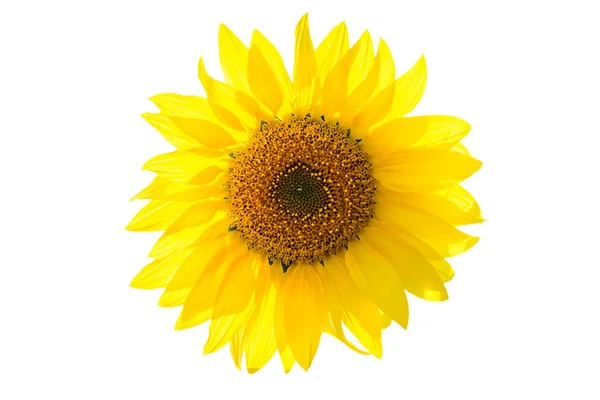 Sonnenblume Isoliert Auf Weißem Hintergrund — Stockfoto
