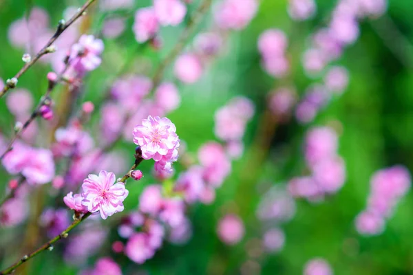 緑の自然の背景に桃の花 — ストック写真
