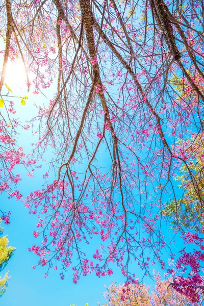 Beautiful Pink Cherry Blossom or Sakura flower blooming — Stock Photo, Image