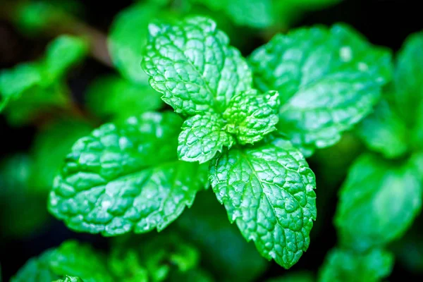 close up Green peppermint leaves