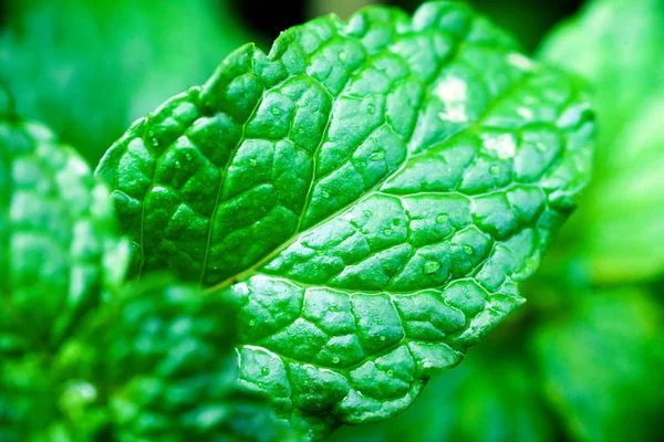 close up Green peppermint leaves