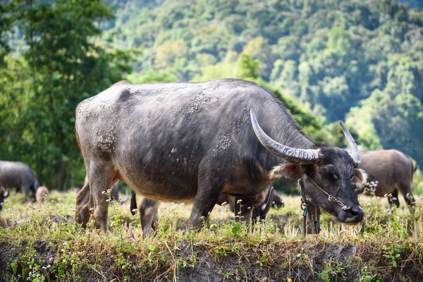 Tay su Buffalo alanında, Tayland
