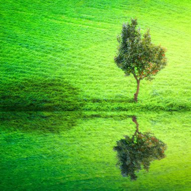 Yeşil çimenlikteki ağaç dalgalı suda yansıyor. 