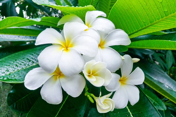 Plumeria Blanca Flores Sobre Fondo Hojas Verdes — Foto de Stock