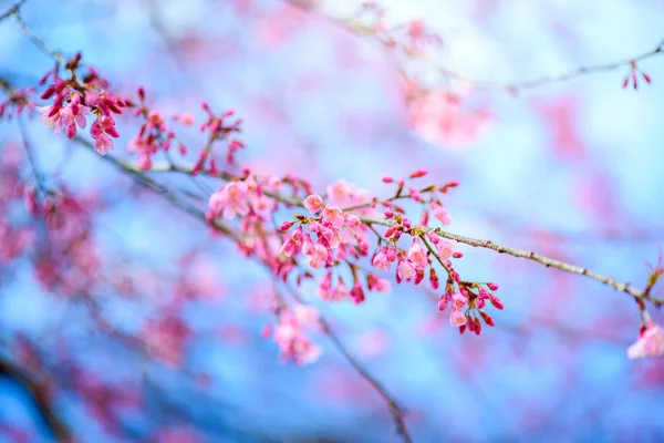 Gyönyörű Rózsaszín Cseresznyevirág Vagy Sakura Virág Virágzik Kék — Stock Fotó