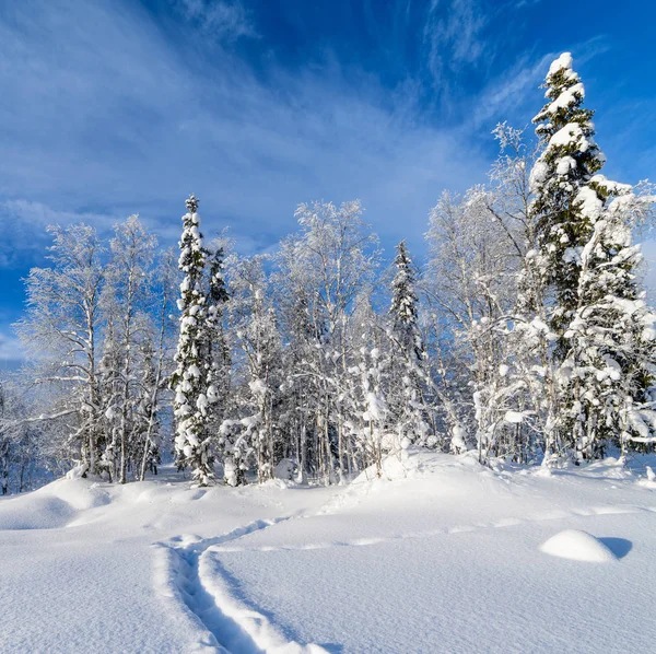 Real winter landscape in the cold snowy forest. Blue sky, sunny day. Kola Peninsula. North Russia.