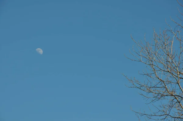 Ein Baum Und Der Mond — Stockfoto