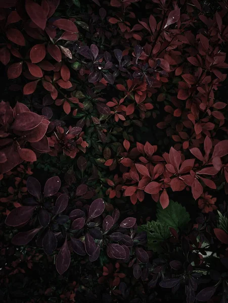 Folhas Arbusto — Fotografia de Stock