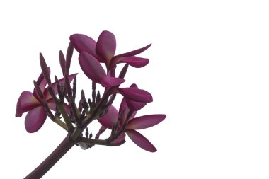 Plumeria beyaz zemin üzerine