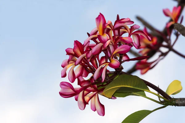 Hermoso Plumeria Color Rosa — Foto de Stock