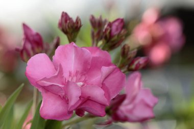 Neryum zakkum Akdeniz 'e özgüdür..