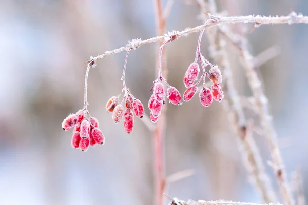 barberry covered with morning frost. Photo taken in October.