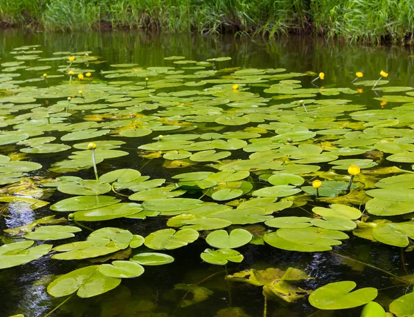 Sarı nilüferler çiçek açmaya hazırlanıyorlar. Nehir Ay, Urallar, Rusya Federasyonu