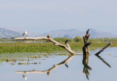 Martı ve yaşlı bir ağaç üzerinde oturan bir karga su bastı. İşkodra Gölü, Karadağ