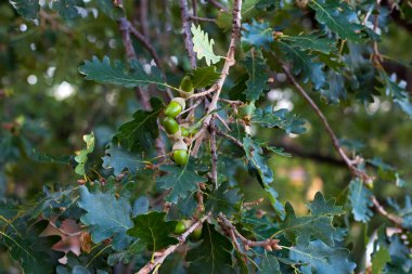 üzerine yeşil meşe palamudu ile bir meşe ağacının dalını